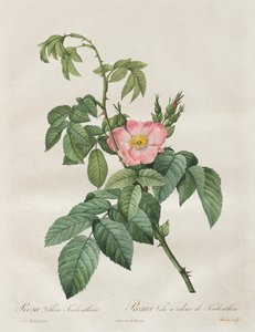 Les Roses: Rosa Villosa Terebenthina door Pierre Joseph Redouté
