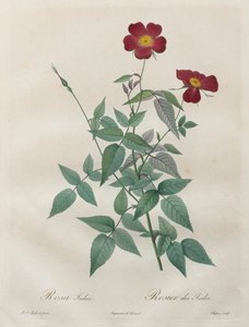 Les Roses: Rosa indica, 1817-1824 door Pierre Joseph Redouté