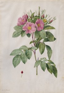 Weideroos Rosa Carolina Corymbosa door Pierre Joseph Redouté