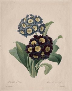 Primula auricula, 1827 door Pierre Joseph Redouté