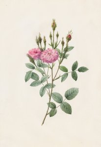 Rosa Pomponiana Muscosa, 1817-1824 door Pierre Joseph Redouté
