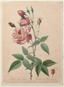 De Rozen: Chinese of Bengaalse Roos, 1817-1824 door Pierre Joseph Redouté