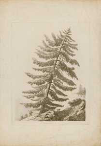 Een dennenboom door Henri L