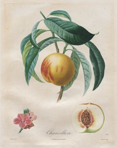 Traité des arbres fruitiers: Chancelière door Henri Louis Duhamel du Monceau