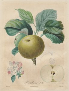 Traité des arbres fruitiers: Rambour d