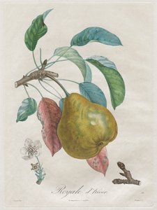 Traité des arbres fruitiers: Royal d