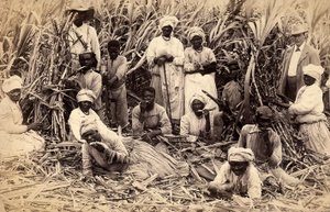 Suikerrietsnijders, Jamaica