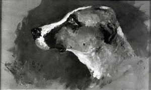 Hoofd van een hond met korte oren