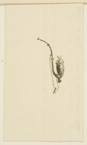 Vignet uit Au Pied du Sinaï door Henri de Toulouse Lautrec