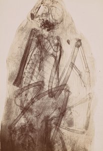 Röntgenfoto van de Mummie van een Roofvogel