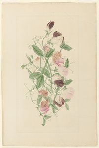 Lathyrus