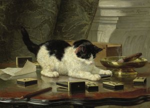 De kat aan het spelen