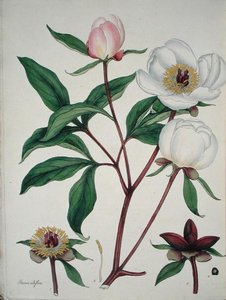 Paeonia Albiflora, uit 