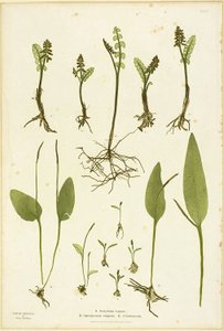 Natuurdruk van Maankruid en Addertongvarens, plaat 51 uit De varens van Groot-Brittannië en Ierland door Henry Bradbury