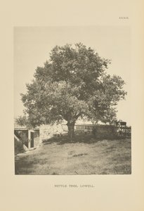 Brandnetelboom, Lowell door Henry Brooks