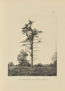De Batchelder Pine, North Reading
