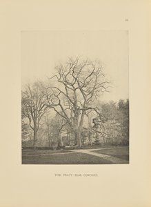 De Pratt Iep, Concord door Henry Brooks