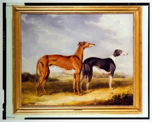 Twee windhonden, eigendom van Dr. Edmund Taylor van Booth Hall