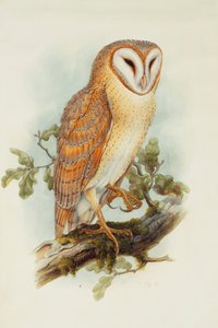 Kerkuil