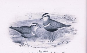 Morinelplevieren, Natuur in Groot-Brittannië uitgegeven door Collins, 1946