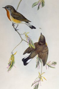 Roodborstvliegenvanger (Ficedula parva), uit Vogels van Groot-Brittannië door Henry Constantine Richter