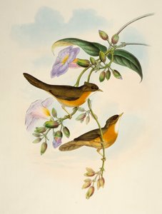Tawny-bellied Babbler (Dumetia hyperythra), lithografie uit Birds of Asia