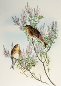 Twiet (Carduelis flavirostris), uit Birds of Great Britain door Henry Constantine Richter