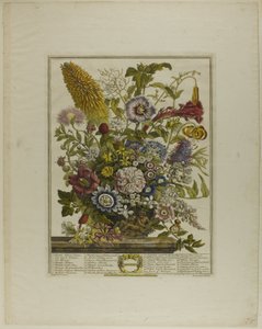 Augustus, uit Twaalf maanden bloemen door Henry Fletcher