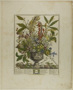Januari, uit Twaalf maanden bloemen