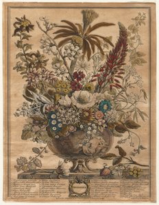 Twaalf maanden bloemen: December door Henry Fletcher