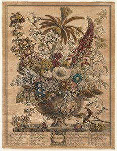 Twaalf Maanden Bloemen: December, 1730