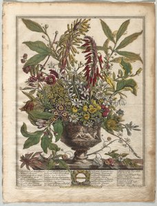 Twaalf Maanden van Bloemen: Januari