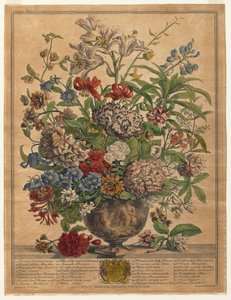 Twaalf Maanden Bloemen: Juli, 1730