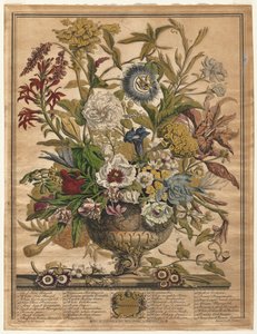 Twaalf maanden bloemen: September door Henry Fletcher