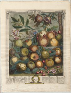 Twaalf maanden fruit:  Mei door Henry Fletcher