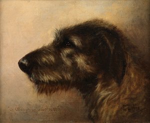Kampioen Clodagh van Ouborough, een Ierse Wolfshond