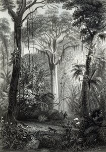 Scène in een Braziliaans bos, gegraveerd door J. Bishop