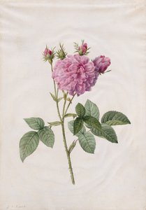 Agatharoos (Rosa Gallica Agatha) door Henry Joseph Redouté