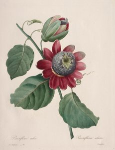 Keuze van de mooiste bloemen...mooiste vruchten: Gevleugelde Passiebloem door Henry Joseph Redouté