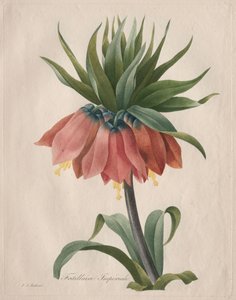 Keizerskroon Fritillaria door Henry Joseph Redouté