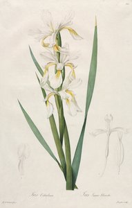 Goudband Iris door Henry Joseph Redouté
