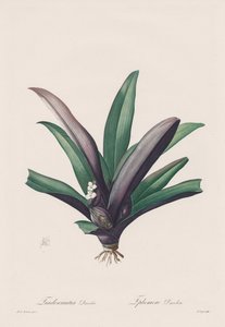 Les Liliacées: Tradescantia discolor