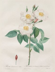 Les Roses: Rosa Damascena, subalba door Henry Joseph Redouté