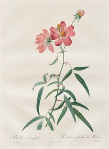 Les Roses: Rosa Longifolia door Henry Joseph Redouté