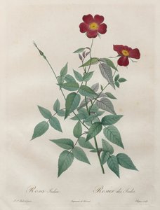 De rozen: Rosa indica door Henry Joseph Redouté