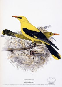 Wielewaal, 1835 door Henry Leonard Meyer