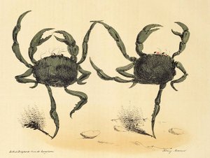 Danse Fantastique uit La Caricature, pub. 1831 lithografie door Henry Monnier