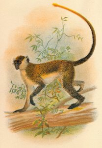 Groene guenon, 1897 door Henry Ogg Forbes