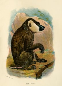De Oefening, 1896