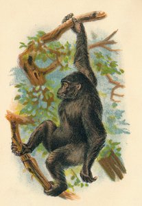 De Gorilla, 1897